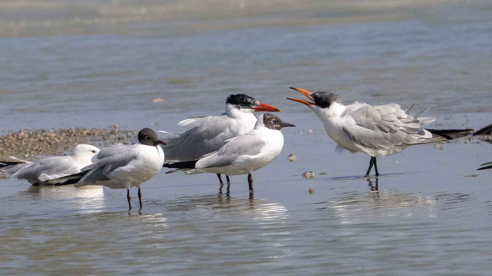 Caspian Tern